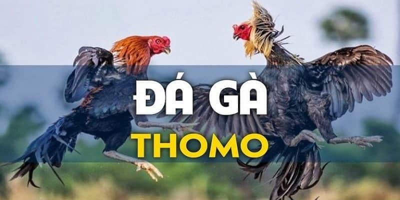 Khám phá các loại hình đá gà Thomo hấp dẫn nhất