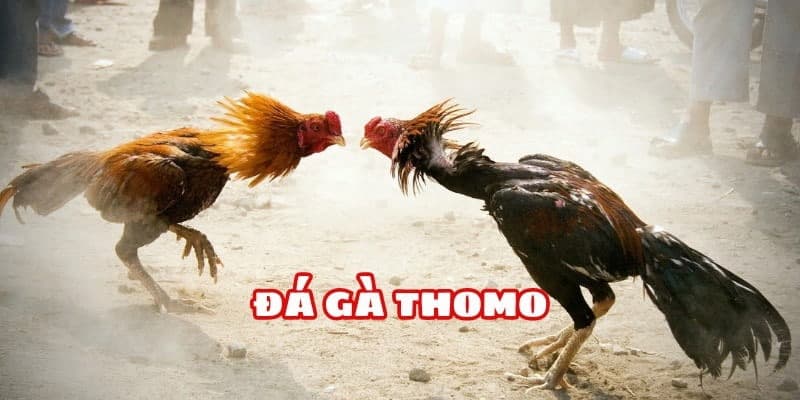 Chia sẻ mẹo chơi đá gà Thomo bách chiến bách thắng